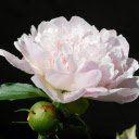 Pure white flowers  screen for extension Chrome web store in OffiDocs Chromium