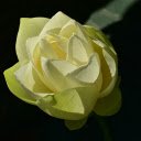 Pure white lotus bud  screen for extension Chrome web store in OffiDocs Chromium