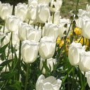 Pure white tulips and yellow orchids blooming  screen for extension Chrome web store in OffiDocs Chromium