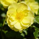 Pure yellow flower  screen for extension Chrome web store in OffiDocs Chromium
