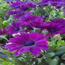 Purple African Daisy Wallpaper  screen for extension Chrome web store in OffiDocs Chromium