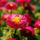 Purple and pink chrysanthemums  screen for extension Chrome web store in OffiDocs Chromium