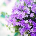 Purple and white lavender  screen for extension Chrome web store in OffiDocs Chromium