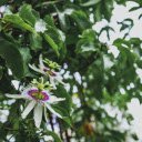 Purple and white passion fruit flowers  screen for extension Chrome web store in OffiDocs Chromium