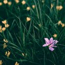 Purple and yellow flowers  screen for extension Chrome web store in OffiDocs Chromium
