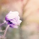 Purple anemone  screen for extension Chrome web store in OffiDocs Chromium