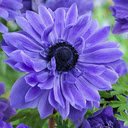 Purple anemone flower wallpaper  screen for extension Chrome web store in OffiDocs Chromium