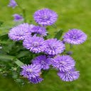 Purple aster flower wallpaper  screen for extension Chrome web store in OffiDocs Chromium