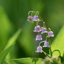 Purple bell flower branch  screen for extension Chrome web store in OffiDocs Chromium