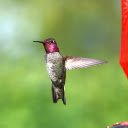 Purple Bird  screen for extension Chrome web store in OffiDocs Chromium