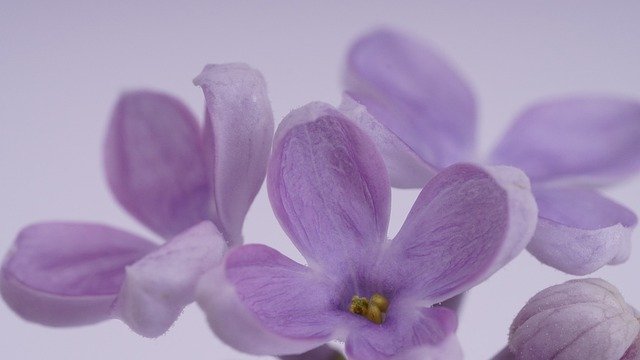 Free download purple blooms purple flowers pastel free picture to be edited with GIMP free online image editor