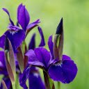 Purple Blue Flowers  screen for extension Chrome web store in OffiDocs Chromium