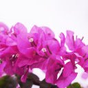 Purple bougainvillea branches  screen for extension Chrome web store in OffiDocs Chromium