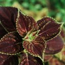 purple brown leaf tree  screen for extension Chrome web store in OffiDocs Chromium