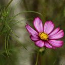 Purple Butterfly Flower  screen for extension Chrome web store in OffiDocs Chromium