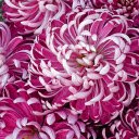 Purple chrysanthemum  screen for extension Chrome web store in OffiDocs Chromium