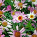 Purple chrysanthemums  screen for extension Chrome web store in OffiDocs Chromium