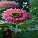 Purple chrysanthemum wallpaper  screen for extension Chrome web store in OffiDocs Chromium