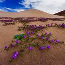 Purple climbingwallpaper  screen for extension Chrome web store in OffiDocs Chromium