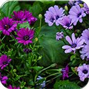 Purple Daisies  screen for extension Chrome web store in OffiDocs Chromium