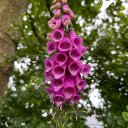 Purple Drooping Flower Branch  screen for extension Chrome web store in OffiDocs Chromium