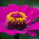 Free download Purple Flower -  free photo or picture to be edited with GIMP online image editor