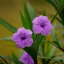 Free download Purple Flower -  free photo or picture to be edited with GIMP online image editor