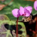 purple flower and bee  screen for extension Chrome web store in OffiDocs Chromium