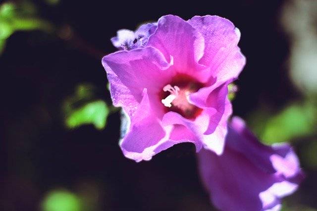 Kostenloser Download Purple Flower Bloom Petals - kostenloses Foto oder Bild zur Bearbeitung mit GIMP Online-Bildbearbeitung
