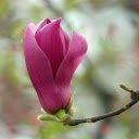 Purple Flower Branch  screen for extension Chrome web store in OffiDocs Chromium