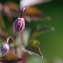 Purple flower buds  screen for extension Chrome web store in OffiDocs Chromium