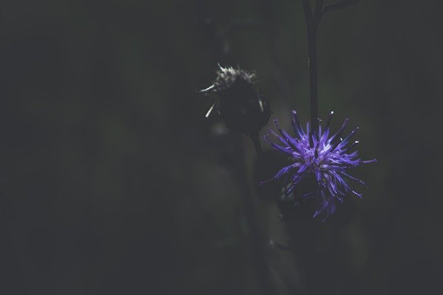 Безкоштовно завантажте фіолетову квітку лопуха квітка лопуха, щоб редагувати її за допомогою безкоштовного онлайн-редактора зображень GIMP