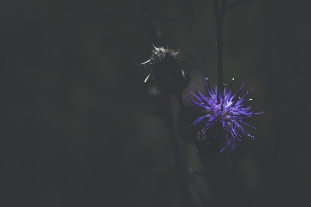 Free download purple flower burdock burdock flower free picture to be edited with GIMP free online image editor
