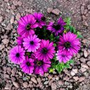 Purple flower cluster  screen for extension Chrome web store in OffiDocs Chromium