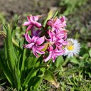 Purple Flower Cluster  screen for extension Chrome web store in OffiDocs Chromium