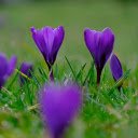 Purple flower garden  screen for extension Chrome web store in OffiDocs Chromium