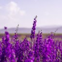 Purple flower garden  screen for extension Chrome web store in OffiDocs Chromium
