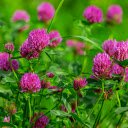 Purple flower garden blooms  screen for extension Chrome web store in OffiDocs Chromium