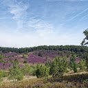 Purple flower hill  screen for extension Chrome web store in OffiDocs Chromium