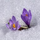 Purple flower in frost  screen for extension Chrome web store in OffiDocs Chromium