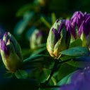 Free download Purple Flowers -  free photo or picture to be edited with GIMP online image editor