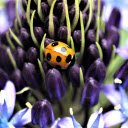Purple flowers and orange beetles  screen for extension Chrome web store in OffiDocs Chromium