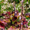 Purple flowers and purple leaves  screen for extension Chrome web store in OffiDocs Chromium