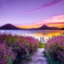 Purple flowers by the lake  screen for extension Chrome web store in OffiDocs Chromium