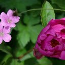 Purple flowers compete in color  screen for extension Chrome web store in OffiDocs Chromium