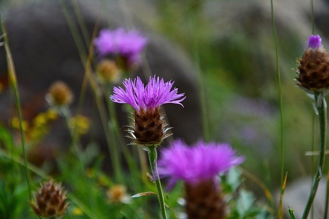 Muat turun percuma gambar bunga hiasan bunga ungu percuma untuk diedit dengan editor imej dalam talian percuma GIMP