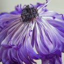 Purple flowers fade  screen for extension Chrome web store in OffiDocs Chromium