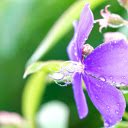 Purple flowers in the rain  screen for extension Chrome web store in OffiDocs Chromium