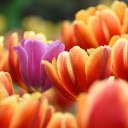 Purple flowers, orange flowers  screen for extension Chrome web store in OffiDocs Chromium