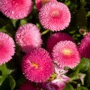 Purple Flowers with Many Petals  screen for extension Chrome web store in OffiDocs Chromium